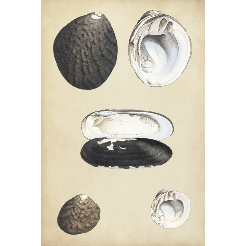 Marine Bivalves II - Wrapped Canvas Print, 46cm H x 30cm W x 3.8cm D
