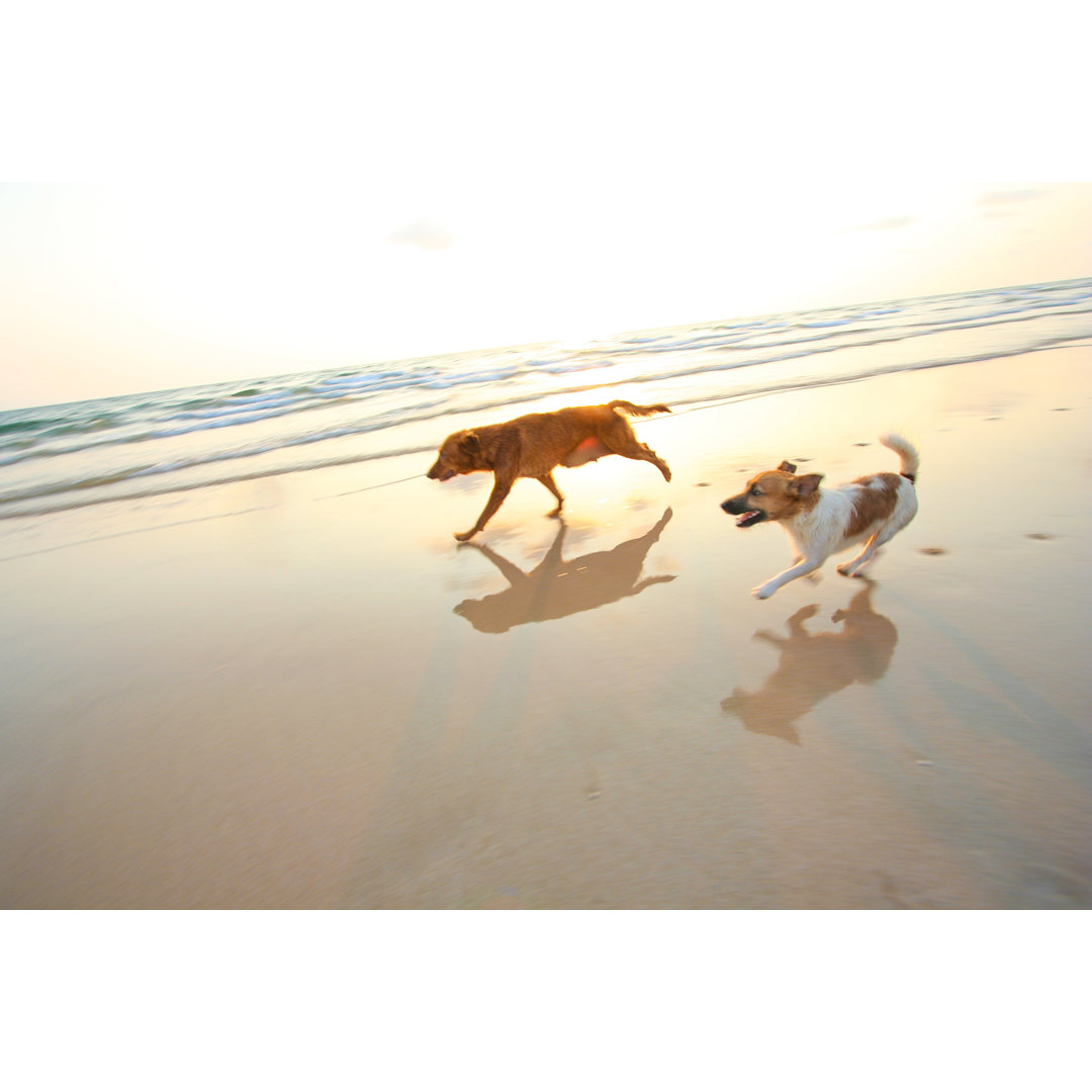 Leinwandbild Zwei Abenteuerhunde laufen am Strand