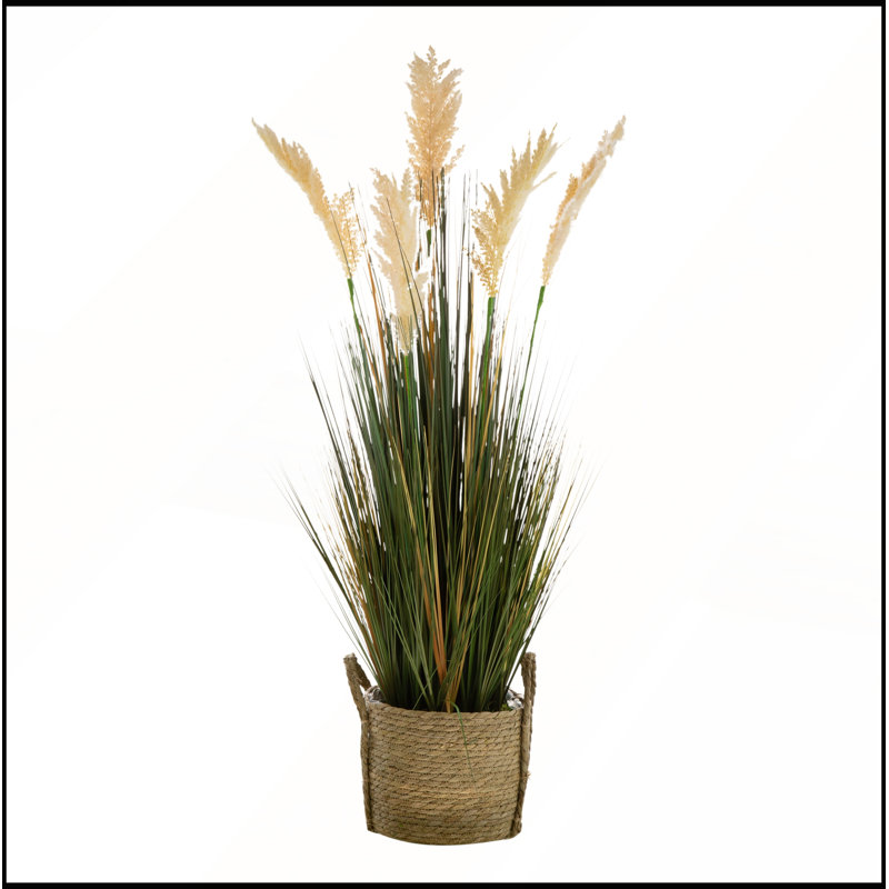 Herbe de la pampa en pot