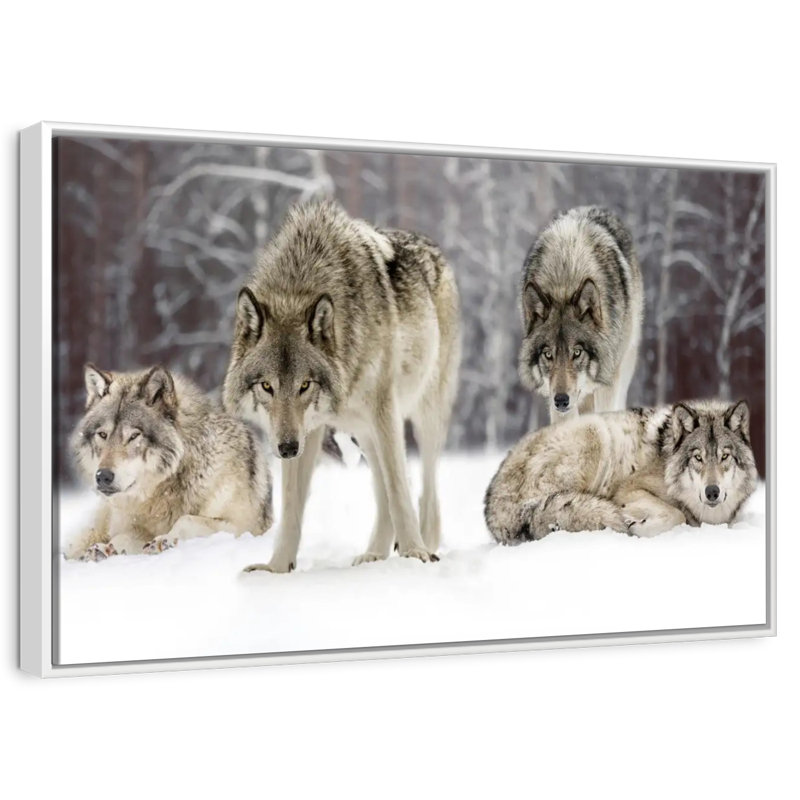Loup, Cadre flottant blanc, 37 po x 25 po
