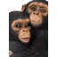Statue moulant chimpanzees