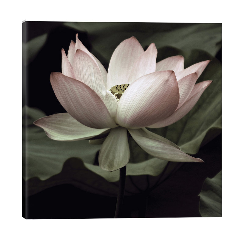 The Lotus I by Andy Neuwirth - Wrapped Canvas Print, 45.72 cm H x 45.72 cm W x 1.91 cm D