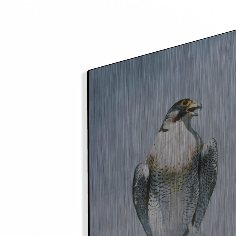 «Peregrine Falcon» par Ron Parker, H 16 po x l 12 po
