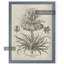 «Fresco Crown Imperial III» par Paul Cezanne - reproduction d'art encadrée-1138327999-1138327940