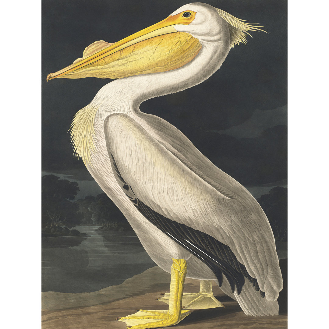 Audubon Style Vintage Detailed Pelican Bird - Print
