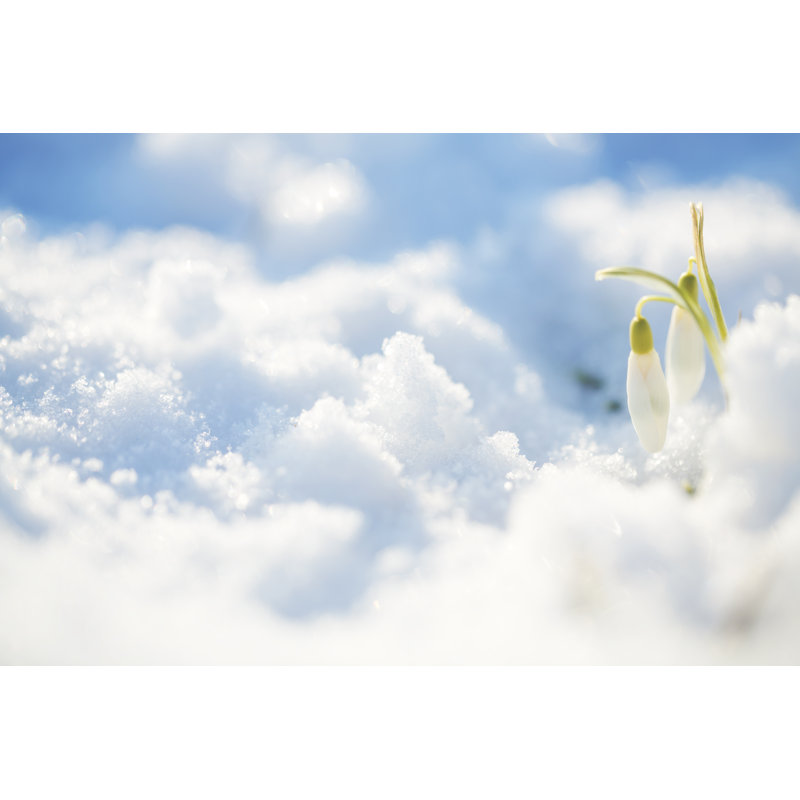 Snowdrops in snow, 30cm H x 46cm W