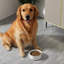 Anti-Skid Pet Bowl