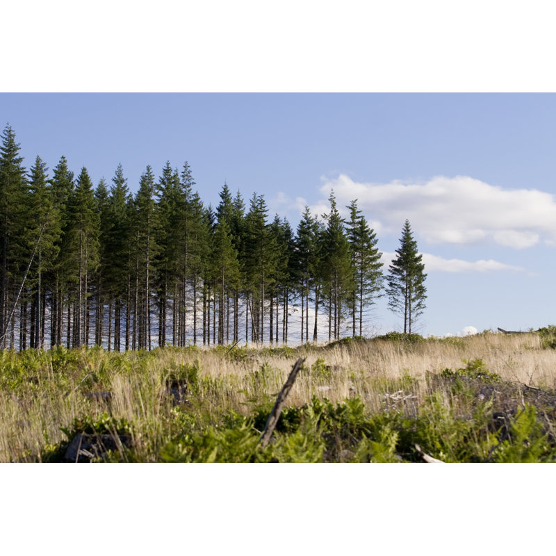 Arbres par Spinkle, H 24 po x l 36 po