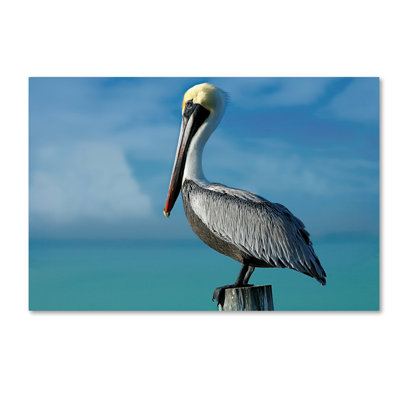 Alexan 'Pelican' Photographic Print on Wrapped Canvas
