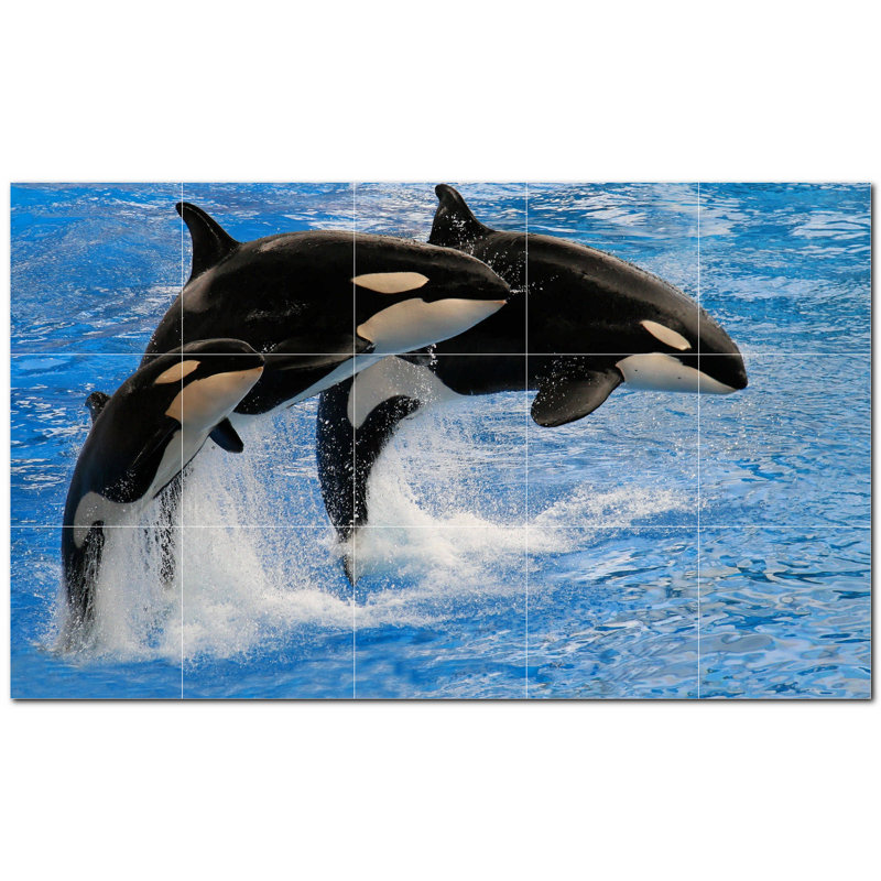 Baleine photo 8 x 8