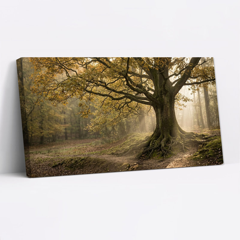 Grand arbre aux racines apparentes dans une forêt d'automne brumeuse - Tableau sur toile, 32"W x 16"H