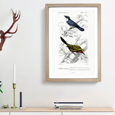 Bird Illustrations PL. 2A by Charles d Orbigny - Framed Print