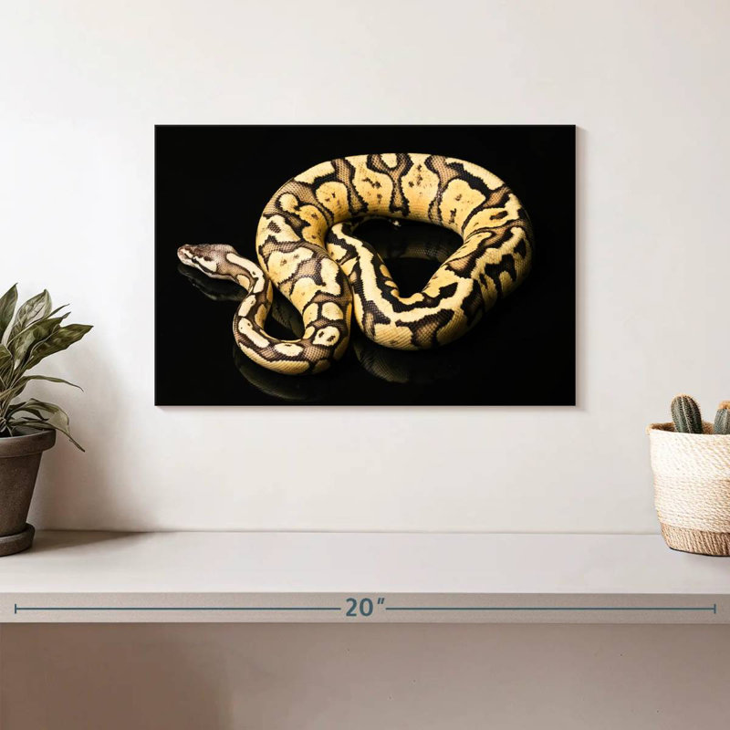 Python femelle Brampt, H 8 po x l 12 po