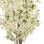 6' Bougainvillea Tree-1328825997