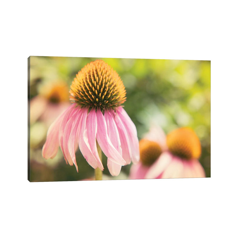 Echinacea Study II by Jason Johnson - Wrapped Canvas Print, 20.32 cm H x 30.48 cm W