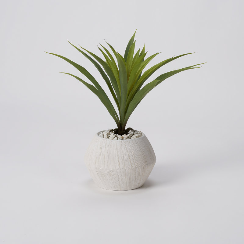 Herbe verte dans un bol mat