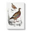 Quail And Partridge Illustrations by John Edward Gray - Wrapped Canvas-55322310