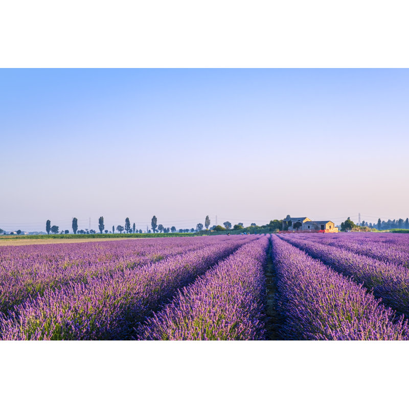 Lavender Field by Flavio Vallenari - Wrapped Canvas Print, 81cm H x 122cm W x 3.8cm D