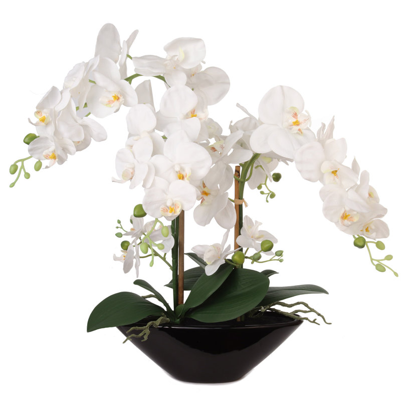 Arrangement floral orchidée phalaenopsis dans un vase, Noir