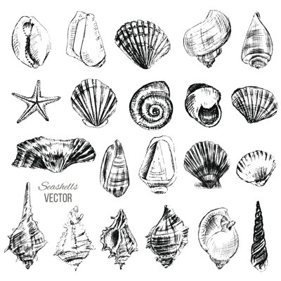 Seashell Sketch by M-e-l - Wrapped Canvas Print
