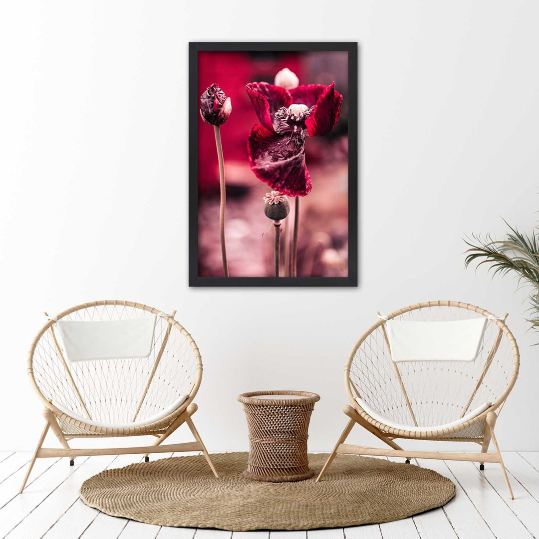 Gerahmtes Poster Intense Poppies