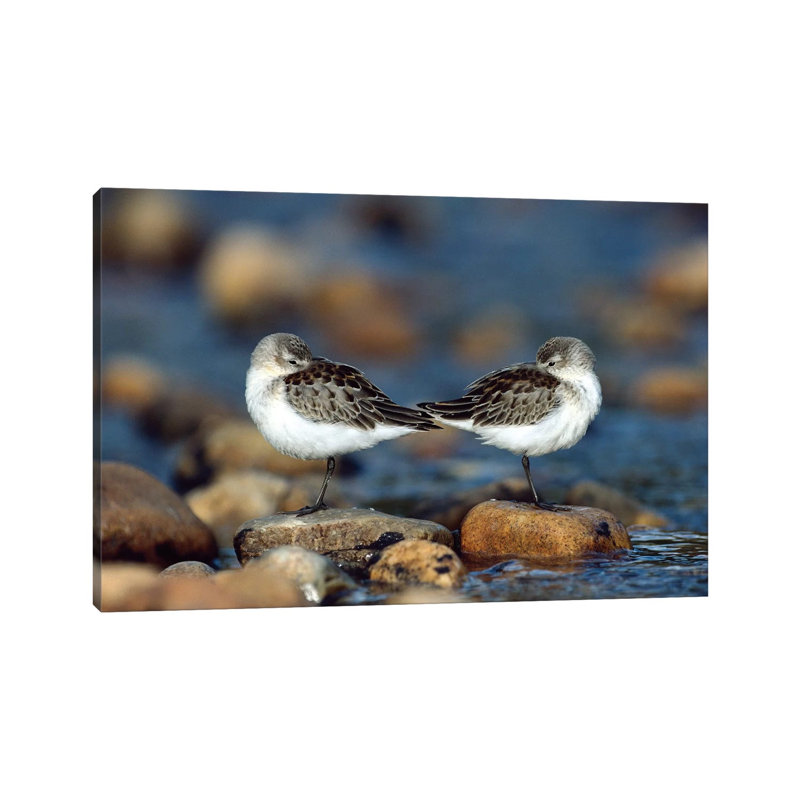 Western Sandpiper Pair Standing Back To Back With Beaks Tucked Under Wings, North America by Tim Fitzharris - Wrapped Canvas Print