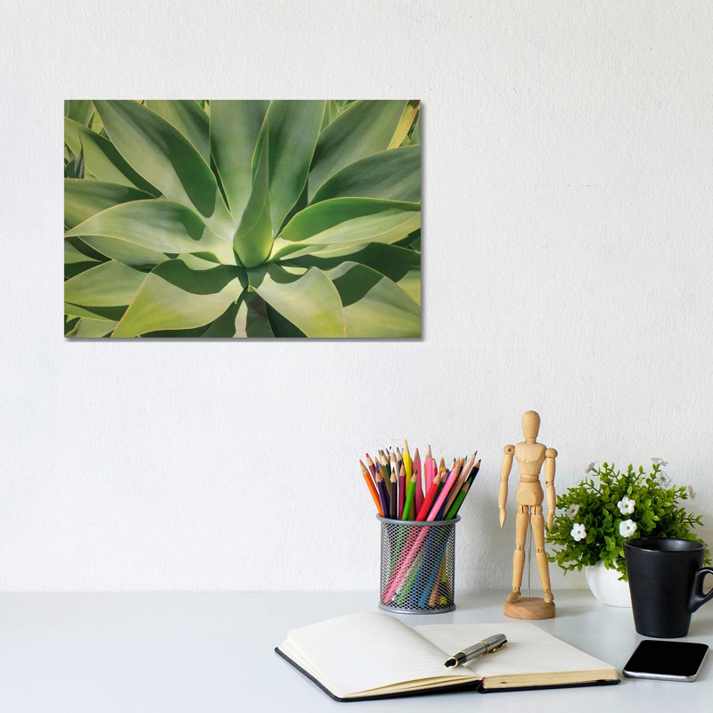Agave Attenuata, Native To Mexico, Is Often Known As The Lions Tail, Swans Neck Or Foxtail by Mallorie Ostrowitz - Wrapped Canvas Print