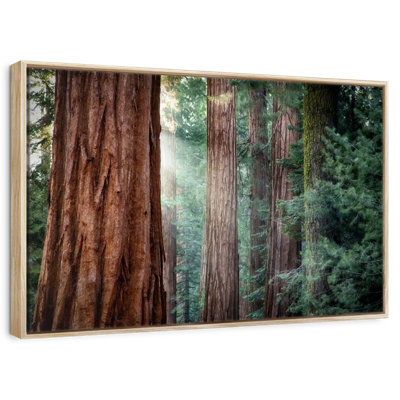 Sunkissed Sequoia Trees