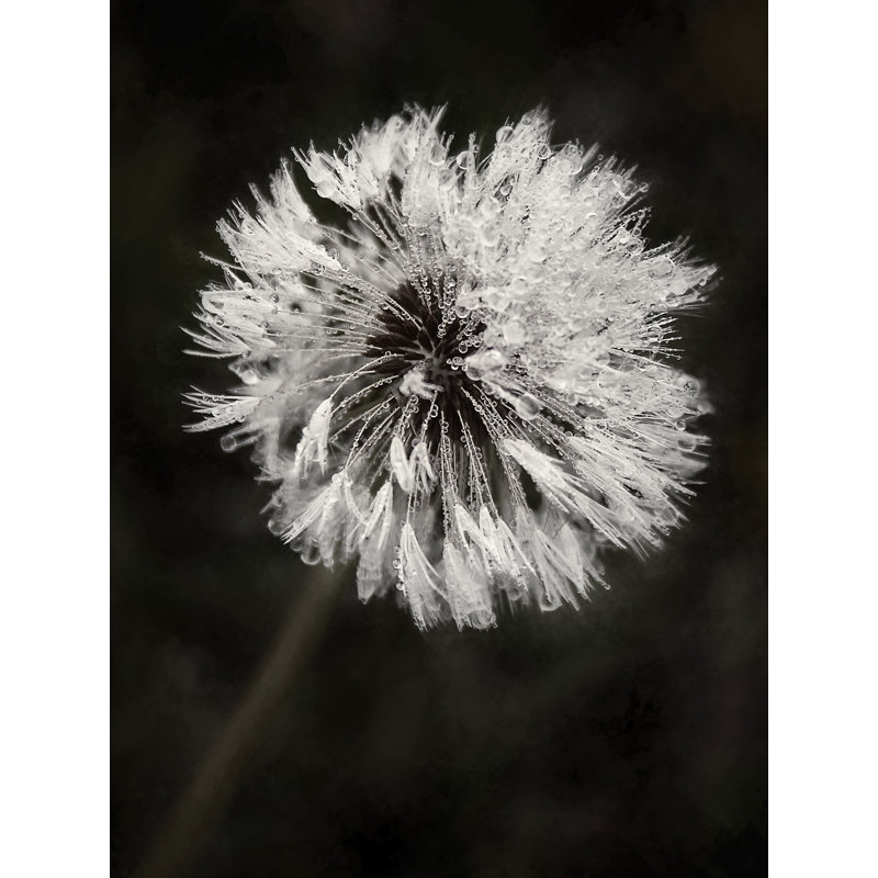 Water Drops On Dandelion Flower Print by Scott Norris, 31.25" H x 25.25" W