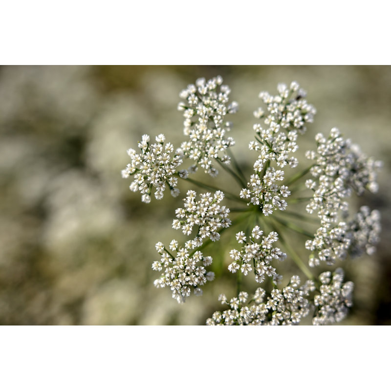 Anise Field In South Of Turkey by Dreamer Company - Wrapped Canvas Print, 30cm H x 46cm W