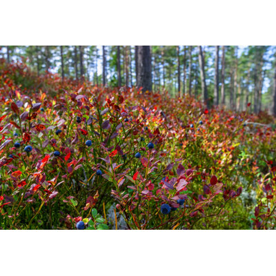 Ripe Blueberries In The Woodland At Autumn by TT - Wrapped Canvas Print