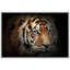 Animaux, tigre du Bengale-93629083-93629084