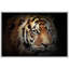 Animaux, tigre du Bengale-93629083-93629088