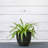 Pot Planter-1306863091