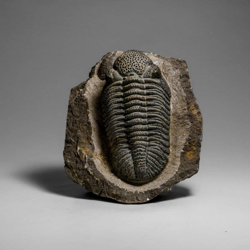 Véritable Drotops Megalomanicus Trilobite sur une matrice (3,3 lb)