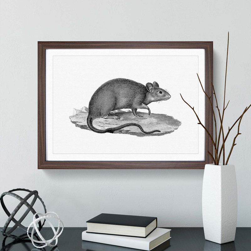 Rat Illustration - Picture Frame Drawing Print, Walnut Framed, 27cm H x 36cm W x 2cm D