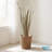 Elmhur 39.5 " Preserved in-1031606647