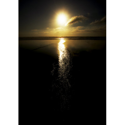Sun Tail Print by Catherine Johns