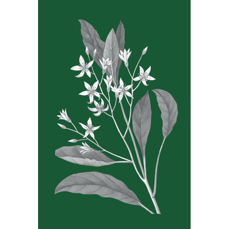 Green Botanical V by Wild Apple Portfolio - Wrapped Canvas Painting, 76cm H x 51cm W