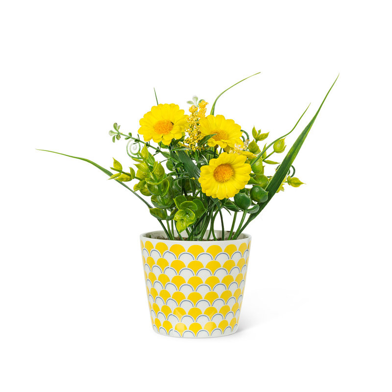 Marguerites jaunes en pot