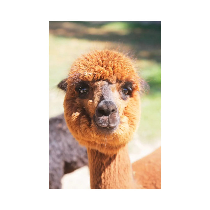 Puffy Brown Alpaca by Susan Vizvary - Gallery-Wrapped Canvas Giclée on Canvas, 66.04 cm H x 45.72 cm W x 1.91 cm D, Canvas