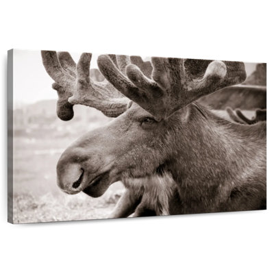 Brampt Moose Head