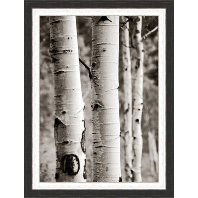 « aspens i », reproduction de photo encadrée
