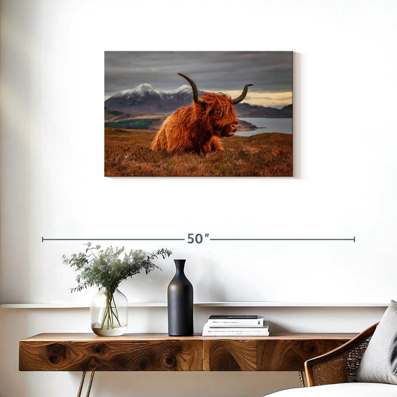 Vache Highland sentant le vent, H 20 po x l 30 po