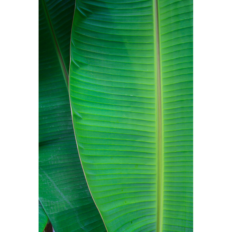 Feuille de bananier - photographie sur toile tendue, L 12 po x H 18 po