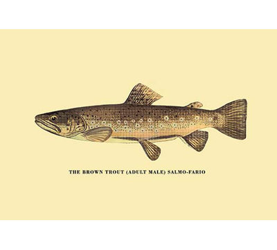 The Brown Trout by H.H. Leonard - Unframed Graphic Art