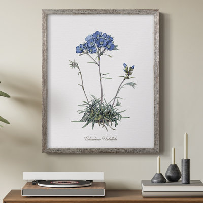Caladrinia Framed Print - Solid Wood