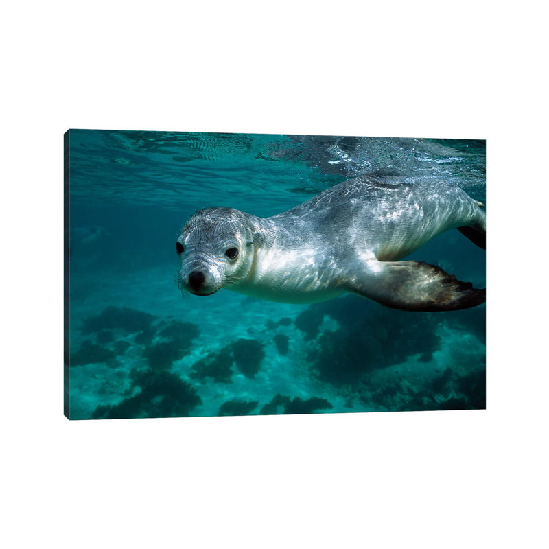 Australian Sea Lion Underwater Portrait, South Australia by Hiroya Minakuchi - Wrapped Canvas Print