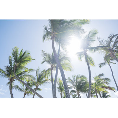 Palm tree leaves