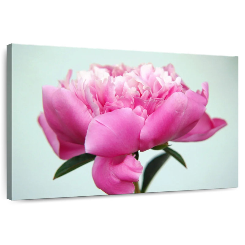 Fleur de pivoine Harnek, H 34 po x l 51 po